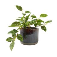 Living & Co Artificial Trailing Plant In Pot