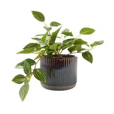 Living & Co Artificial Trailing Plant In Pot