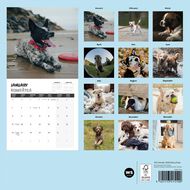 WS 2026 Calendar Quirky Dogs