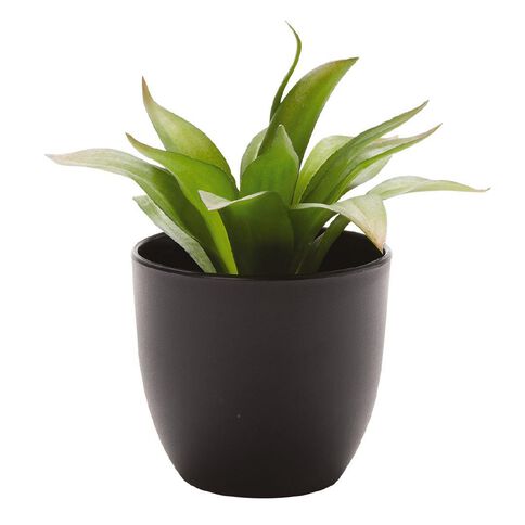Living & Co Succulent Century Black