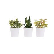 Living & Co Artificial Succulents Set of 3