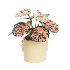 Living & Co Artificial Plant in Scalloped Pot