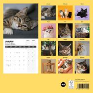 WS 2026 Calendar Cats