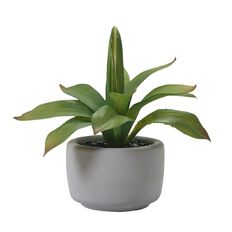 Living & Co Artificial Agave in Concrete Pot Grey One Size