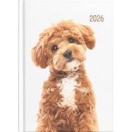 Collins 2026 Diary Week To View Cats & Dogs Multi-Coloured A5